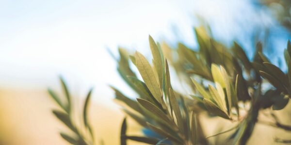 PARIS TRONCHET vous souhaite Bonne Année